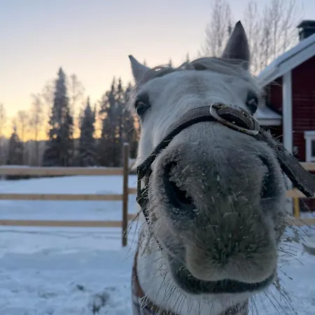 Perinteinen Mökki, Walking Distance From Centre Chalet *