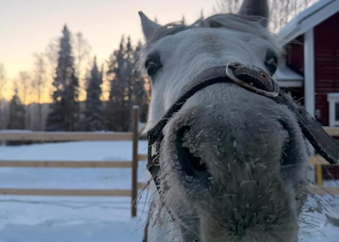 Perinteinen Moekki, Walking Distance From Centre Chalet *